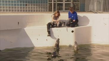 Lisa voert vis aan zeehonden in de opvang