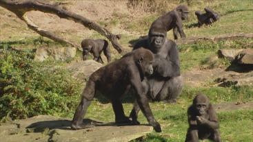 groep gorilla's bij elkaar
