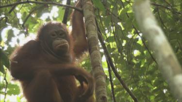 Orang oetan leefgebied Borneo