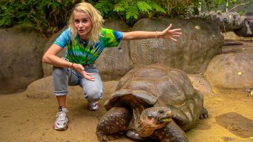 Schildpad