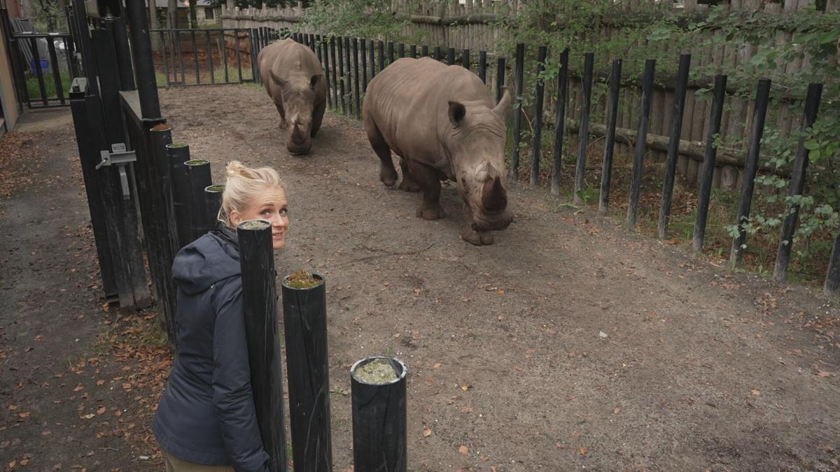 NTR Het Klokhuis Uitzending Neushoorn