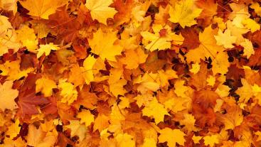 herfst november 2023