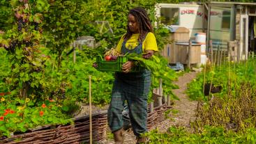Moestuin