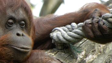 achtergrond-orangoetan